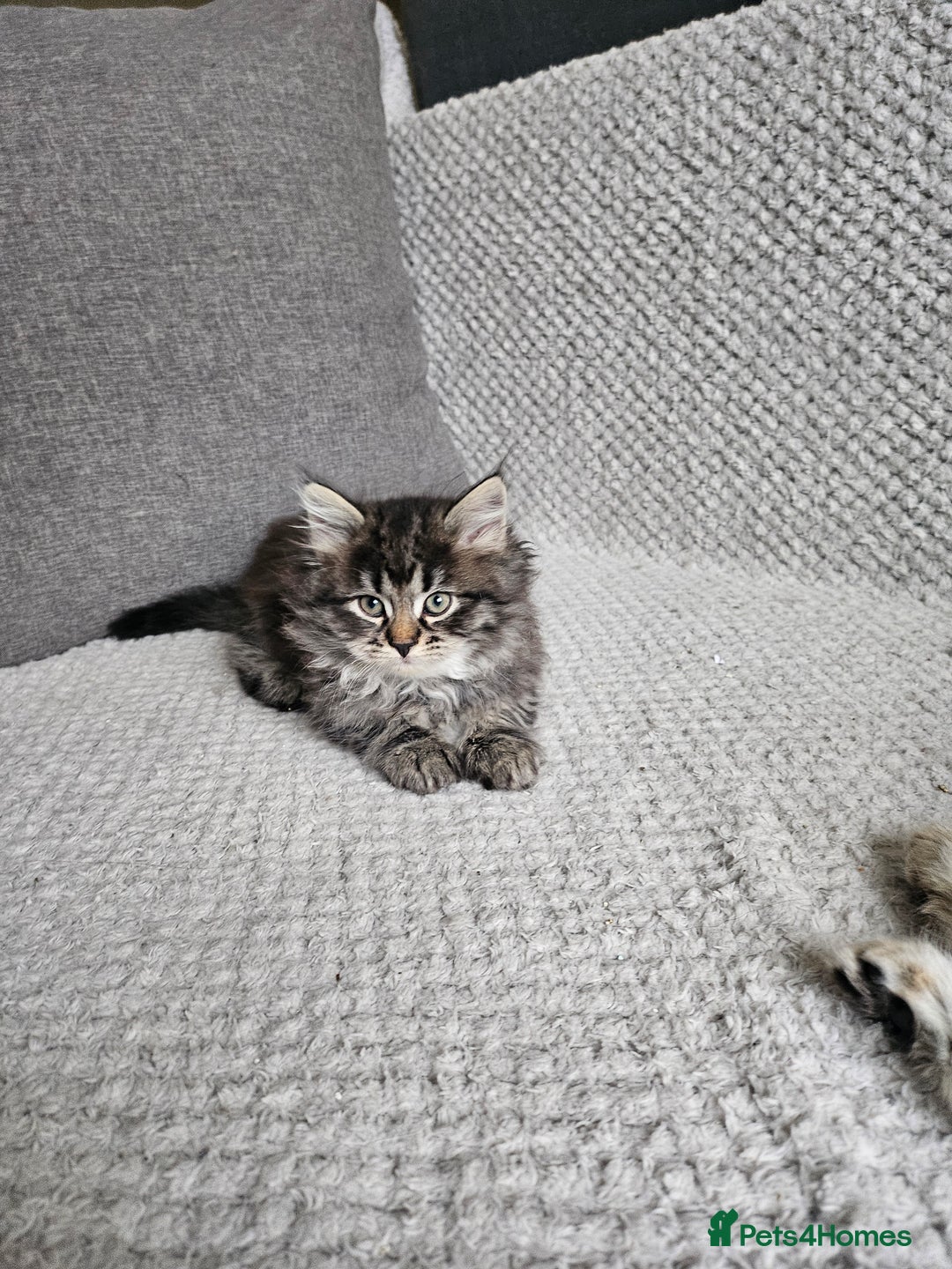 Siberian cats for sale: Pedigree Siberian Kittens from Loving Home - Advert 7