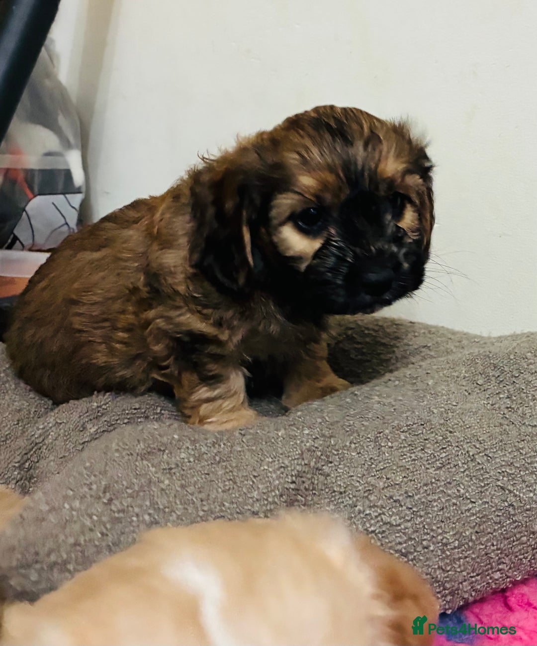 Mixed Breed dogs for sale: 6 Stunning Cock-a-chon puppies  - Advert 19