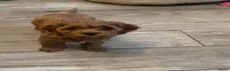 Cavapoo dogs for sale: GORGEOUS CAVAPOO PUPPIES  - Advert 9