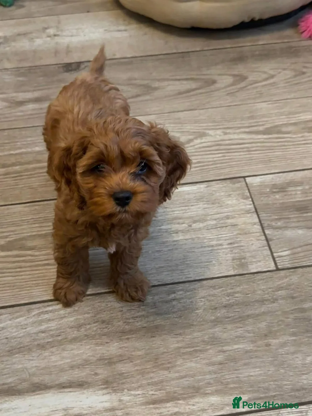 Cavapoo dogs for sale: GORGEOUS CAVAPOO PUPPIES  - Advert 9