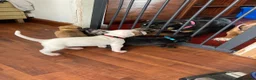 Mixed Breed dogs for sale: 4 Little Girls - Advert 10