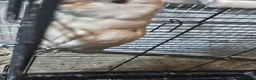 Budgerigars birds for sale: Cockatiels  - Advert 7