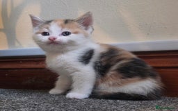 Mixed Breed cats for sale: 5 stunning babies ready in just over 2 weeks  - Image 11