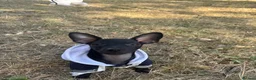 Russian Toy Terrier dogs for sale: Only male russian toy terrier puppy for sale - Advert 7