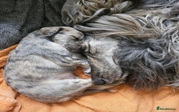 Afghan Hound dogs for sale: Amazing Afgan Hound for sale - Image 10