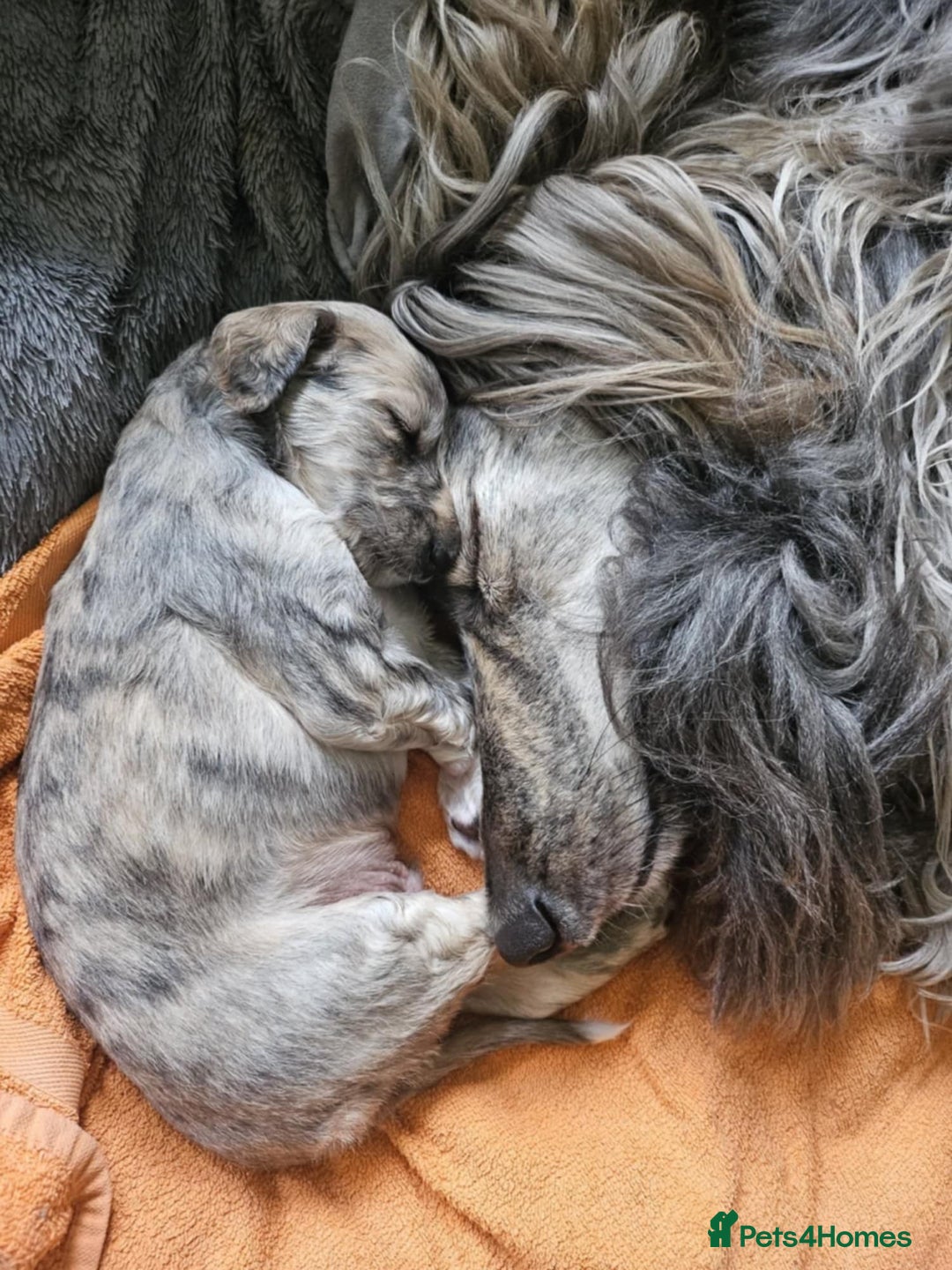 Afghan Hound dogs for sale: Amazing Afgan Hound for sale - Image 10