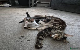 Maine Coon cats for sale: Mainecoon x domestic  - Advert 10