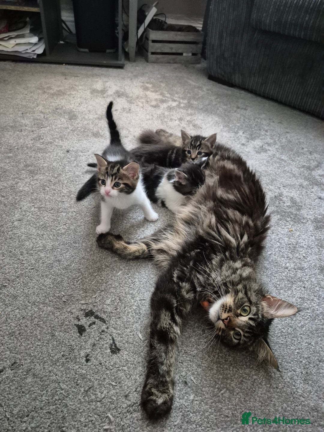 Maine Coon cats for sale: Mainecoon x domestic  - Advert 10