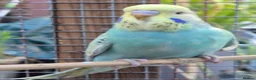 Budgerigars birds for sale: Stunning beautiful 6 week old budgies - Advert 4