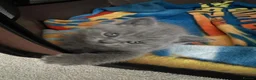 British Shorthair cats for sale: Beautiful British Shorthair Kittens - Advert 9