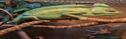 Chameleon reptiles for sale: CHAMELEONS 2 FEMALES LEFT - Advert 8