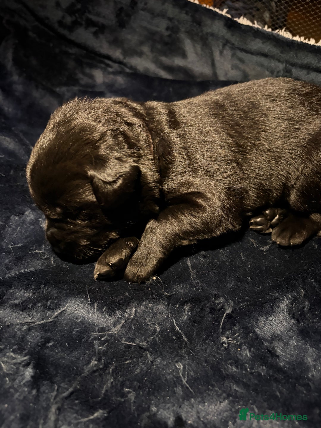 Borador dogs for sale: Lab collie pups  - Advert 9