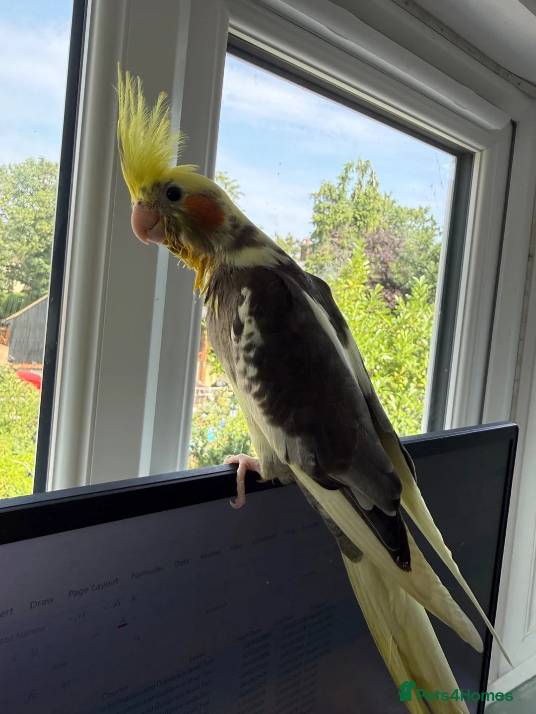 Cockatiels birds for sale: Hand-reared Male Pied Cockatiel  in Buckingham - Advert 3
