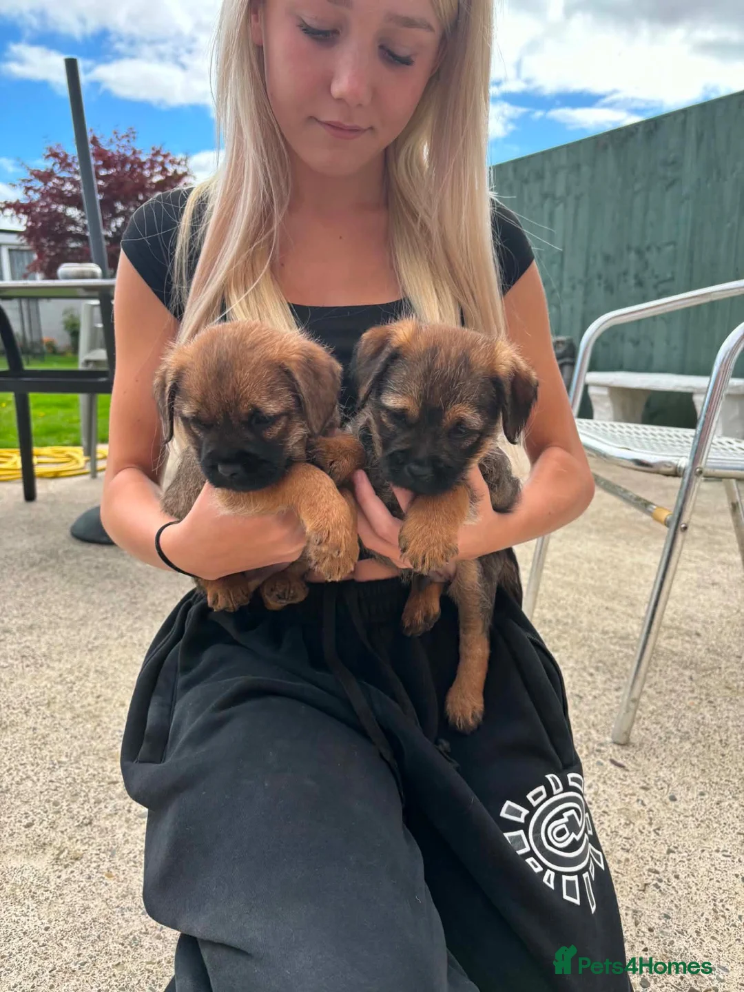 Border Terrier dogs for sale: Border terriers  in Bucknell - Advert 2
