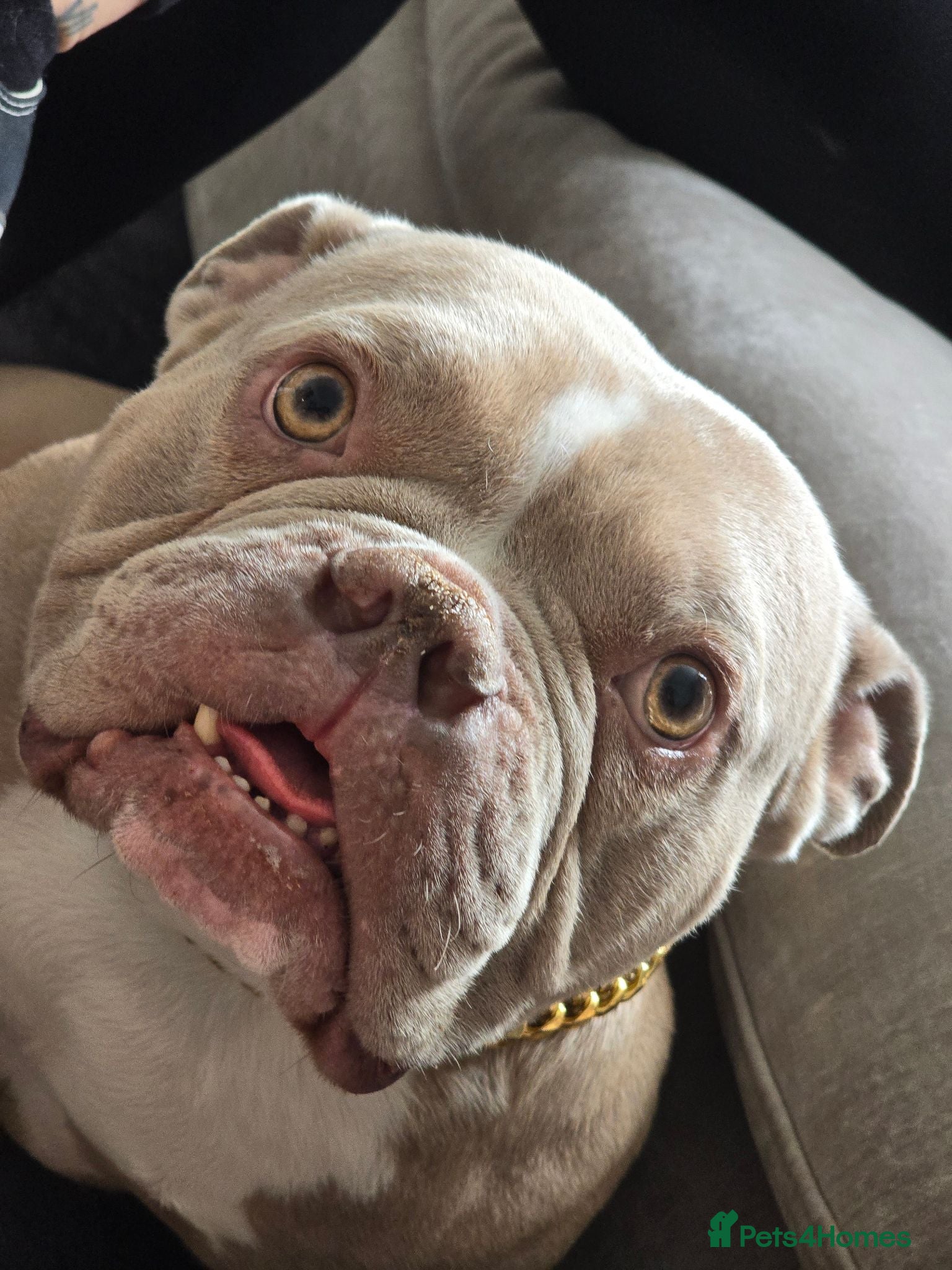 American Bully dogs American pocket bully for sale - Advert 1