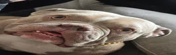 American Bully dogs for sale: American pocket bully for sale - Advert 1