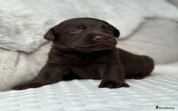 Labrador Retriever dogs for sale: Stunning chocolate Labrador’s with silver jeans  - Image 21