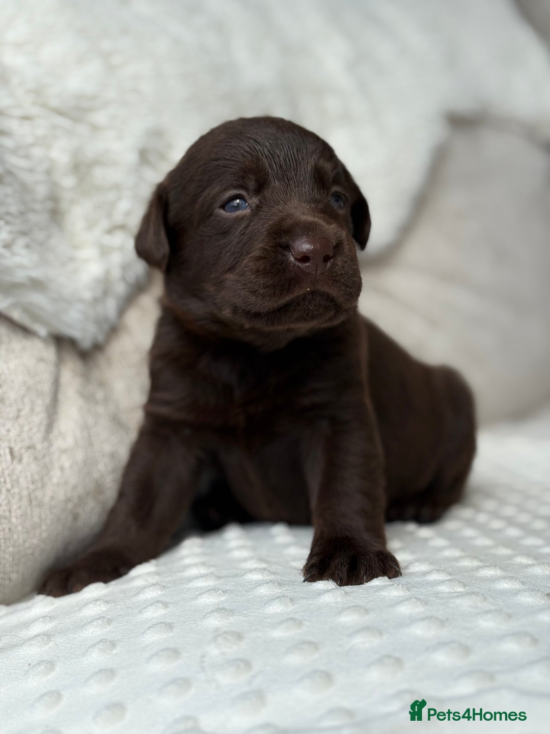 Labrador Retriever dogs for sale: Stunning chocolate Labrador’s with silver jeans  - Image 21
