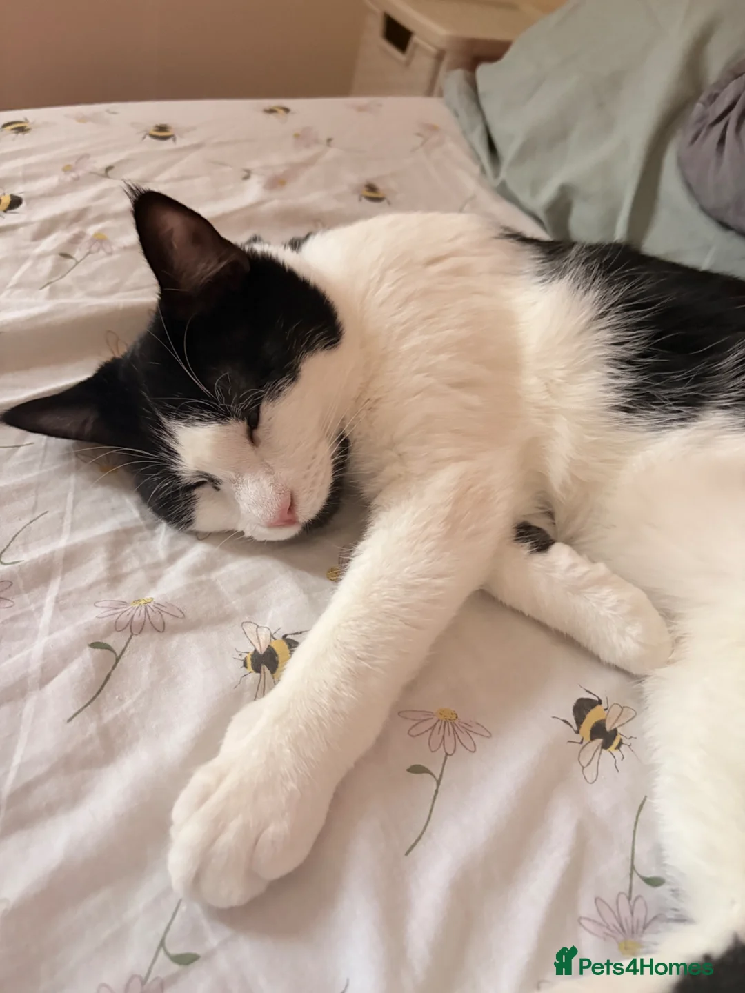 Mixed Breed cats for sale: Half British shorthair  - Advert 3