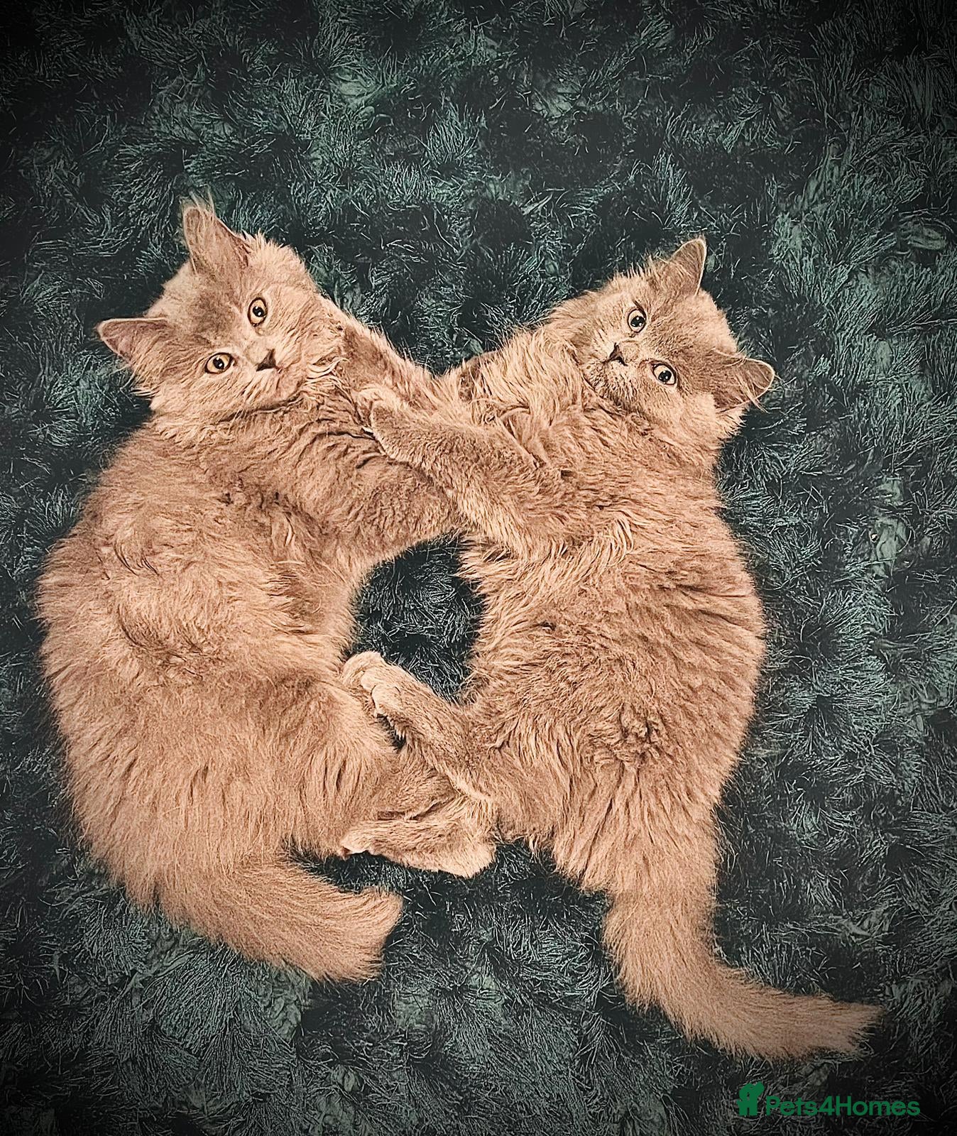 British Longhair cats Two male British Longhairs (Siblings) - Advert 3