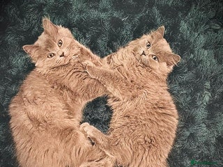 British Longhair cats Two male British Longhairs (Siblings) - Advert 1