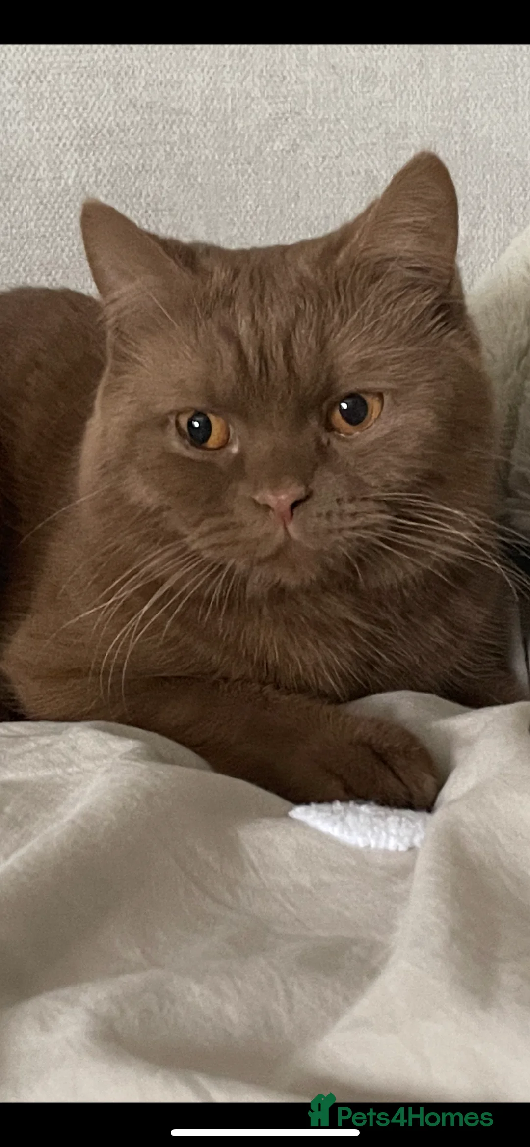 British Shorthair cats for sale: Classic spotted tabby boy Cinnamon carrier - Advert 11