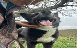 Mixed Breed dogs for adoption: Renato - Norwich Norfolk  - Image 16