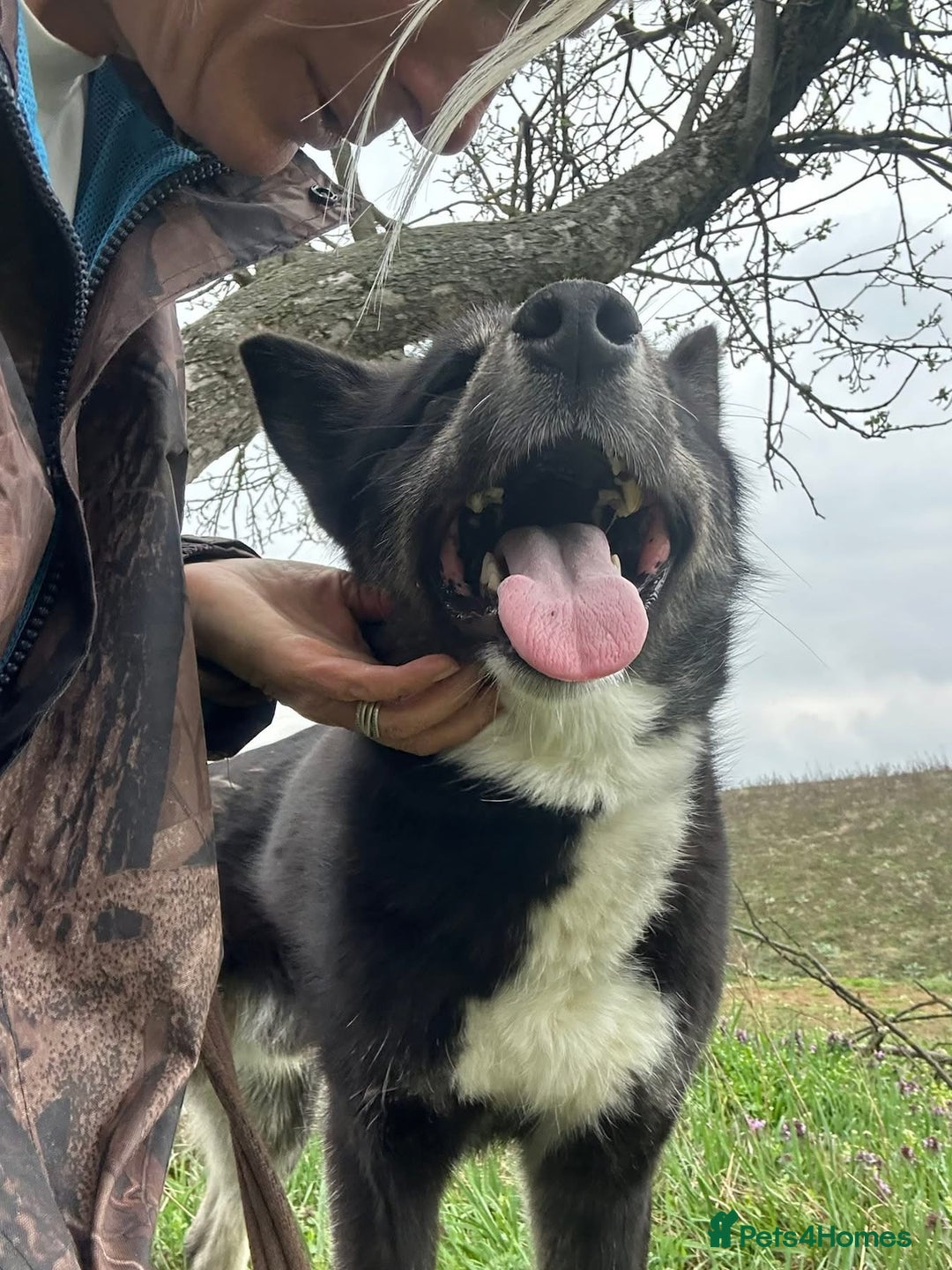 Mixed Breed dogs for adoption: Renato - Norwich Norfolk  - Image 16