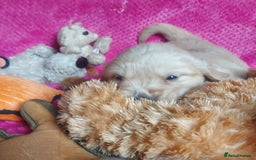 Golden Retriever dogs for sale: STUNNING Golden Retriever pups (1 BOY LEFT)  - Image 16