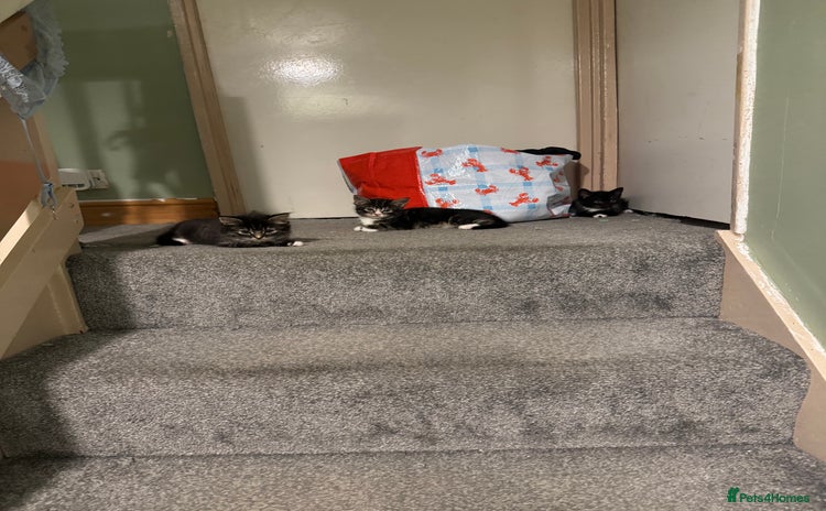 Mixed Breed cats - Advert 6