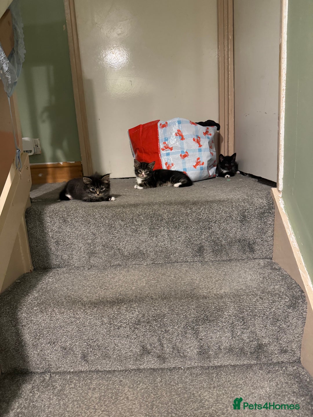 Mixed Breed cats for sale: Male and female kittens  - Image 1