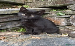Mixed Breed cats for sale: 6 kittens for sale - Image 5