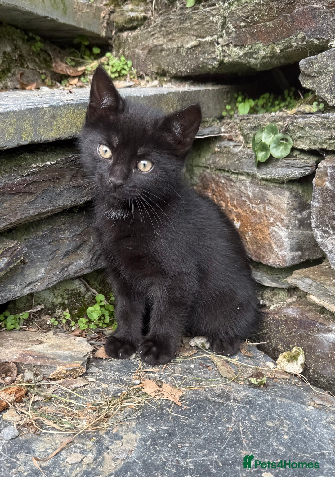 Mixed Breed cats for sale: 6 kittens for sale - Image 5
