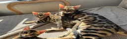 Bengal cats for sale: Gorgeous Bengal kittens, available now 💙🩷 - Advert 13