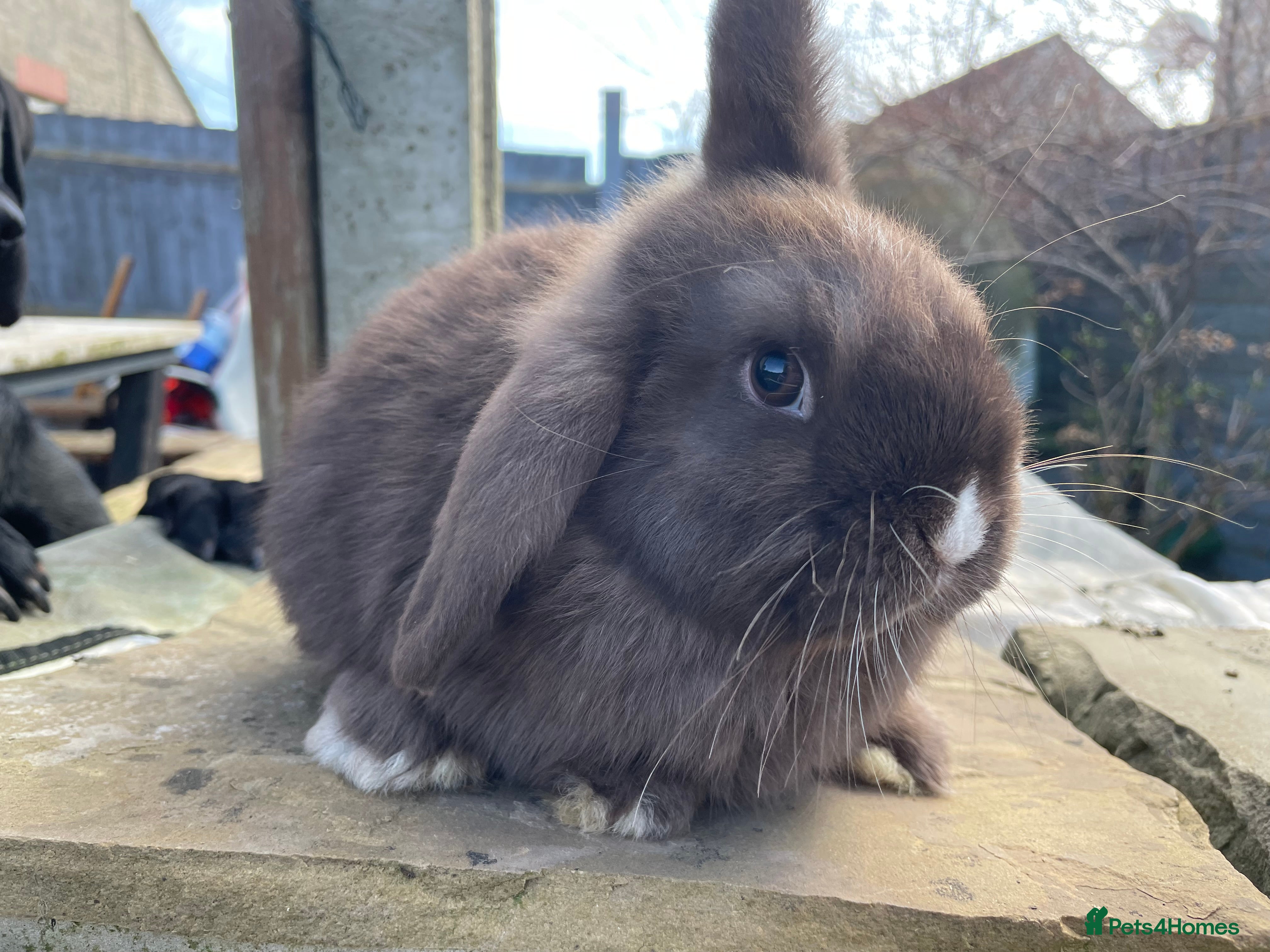 Mini Lop rabbits Mini lop doe - Advert 10