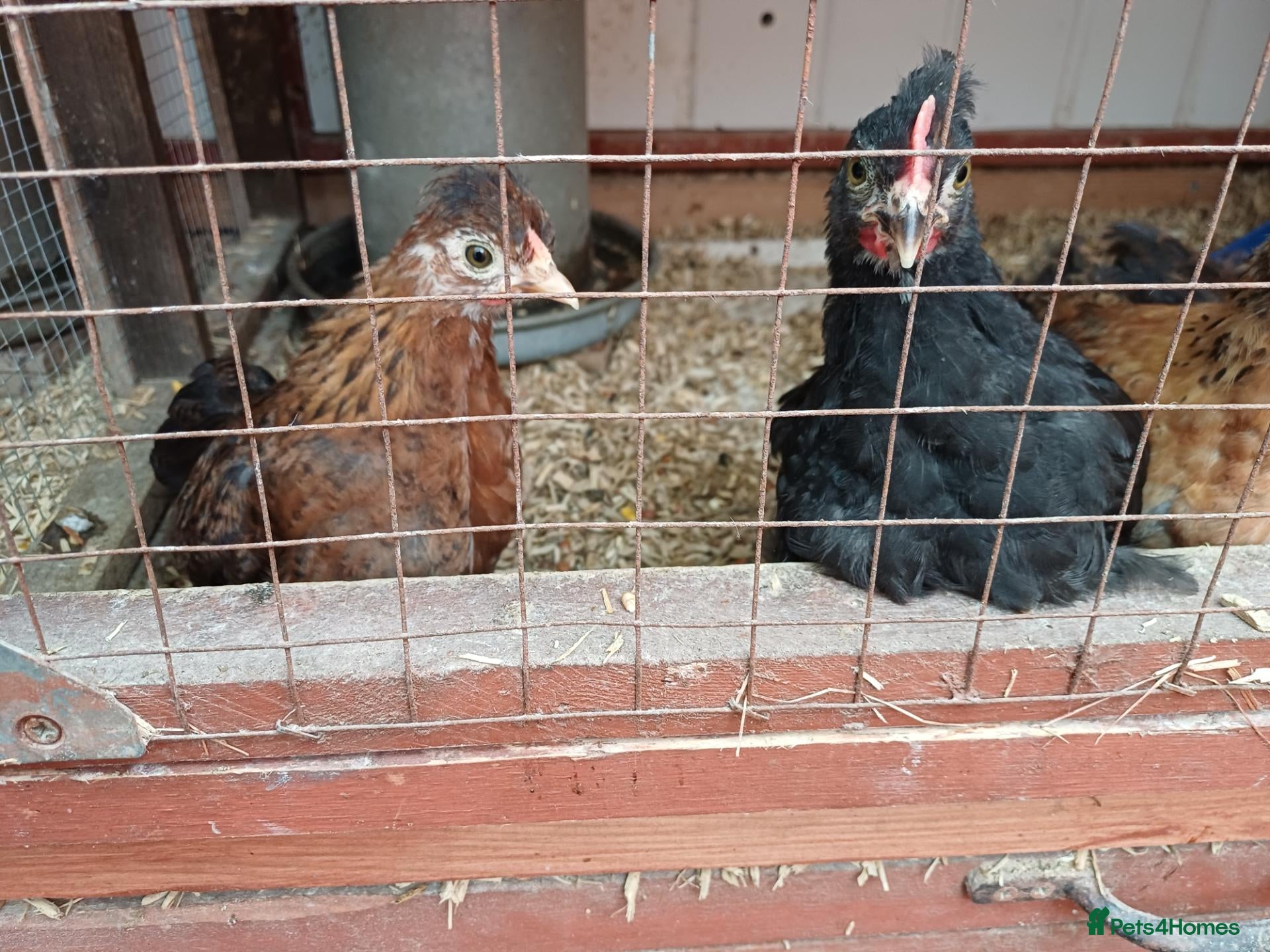 Mixed Breed birds bantam chicks  - Advert 1