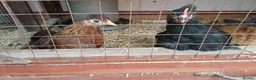 Mixed Breed birds for sale: bantam chicks  - Advert 1