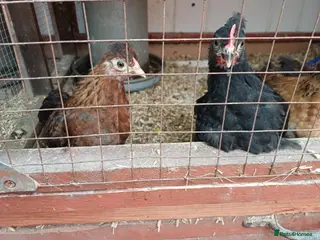 Mixed Breed birds bantam chicks - Advert 1