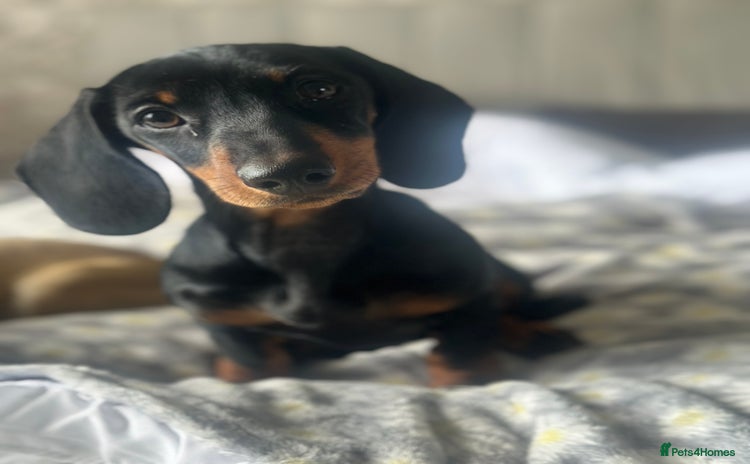Miniature Dachshund dogs - Advert 1
