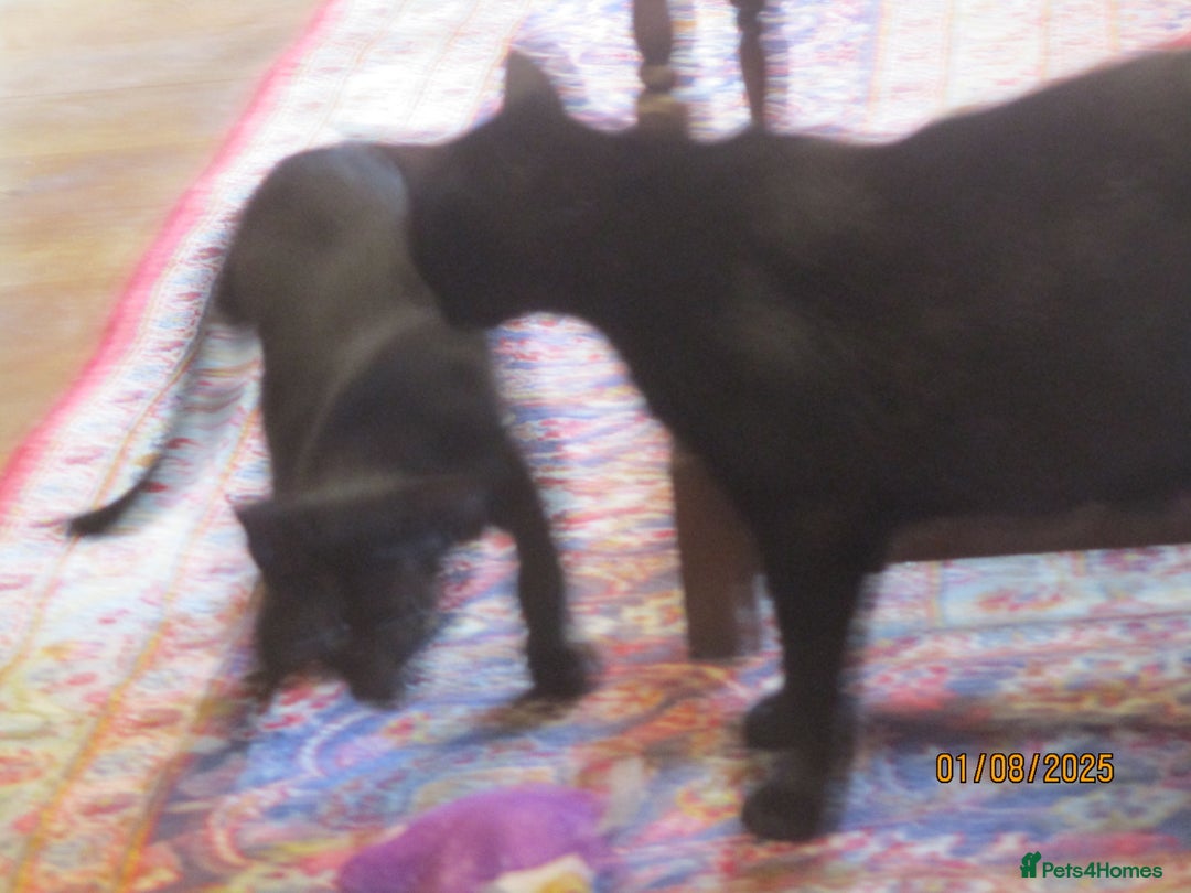 Oriental cats for sale: oriental boy - Image 8