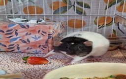 Rat rodents for sale: 2 lovely female rats - Image 2
