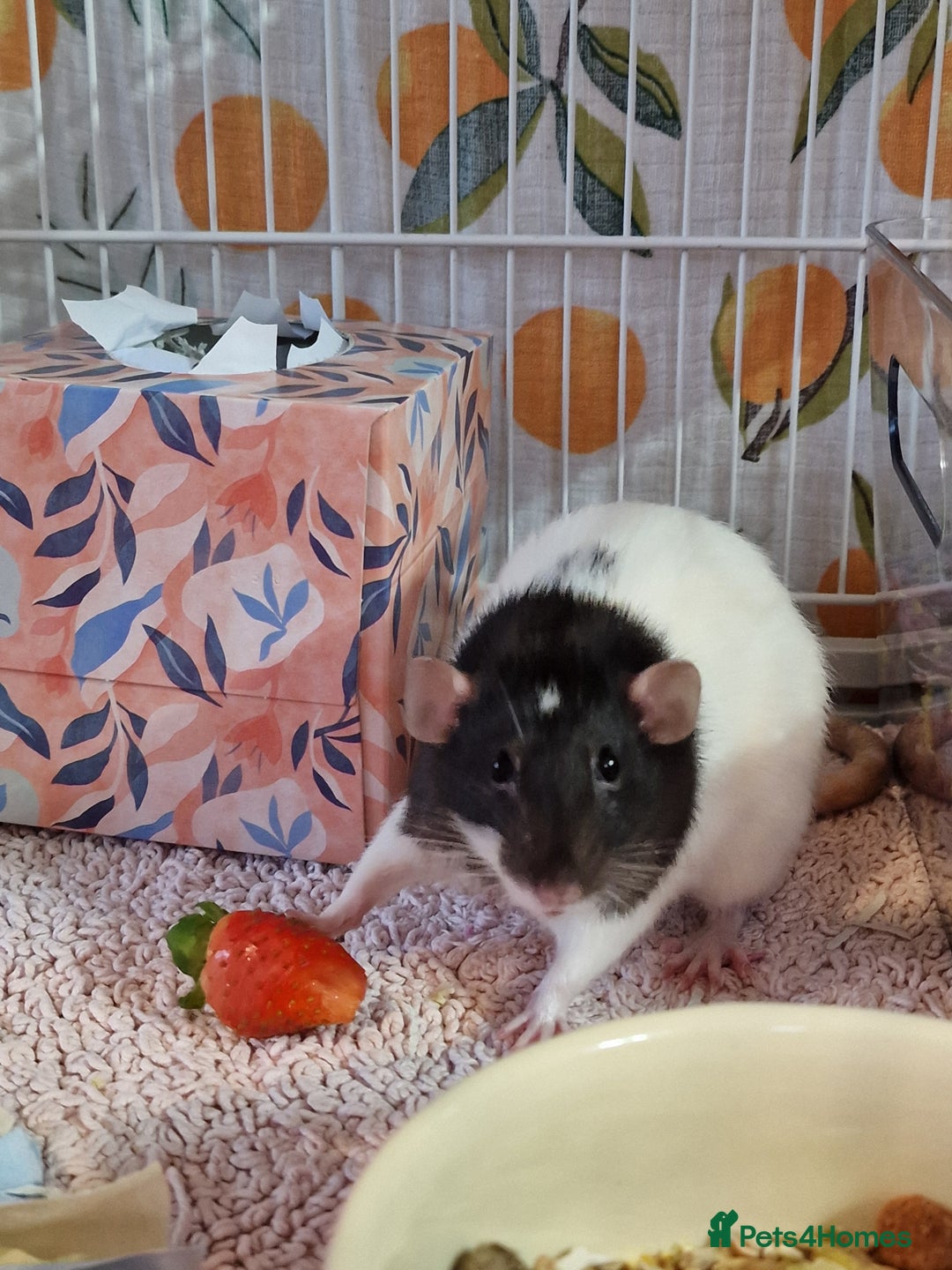 Rat rodents for sale: 2 lovely female rats - Image 2