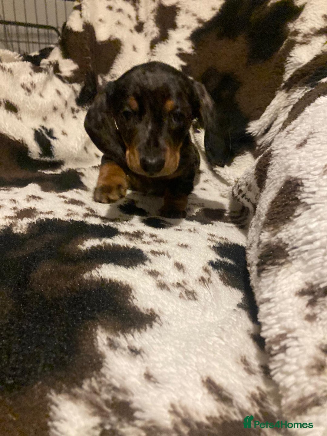 Miniature Dachshund dogs for sale: 3 Beautiful Miniature Dachshund Puppies - Advert 4