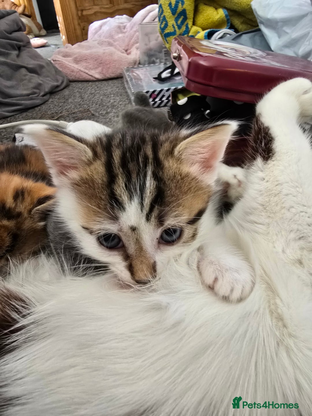 Domestic Shorthair cats for sale: Kittens for sale  - Image 5