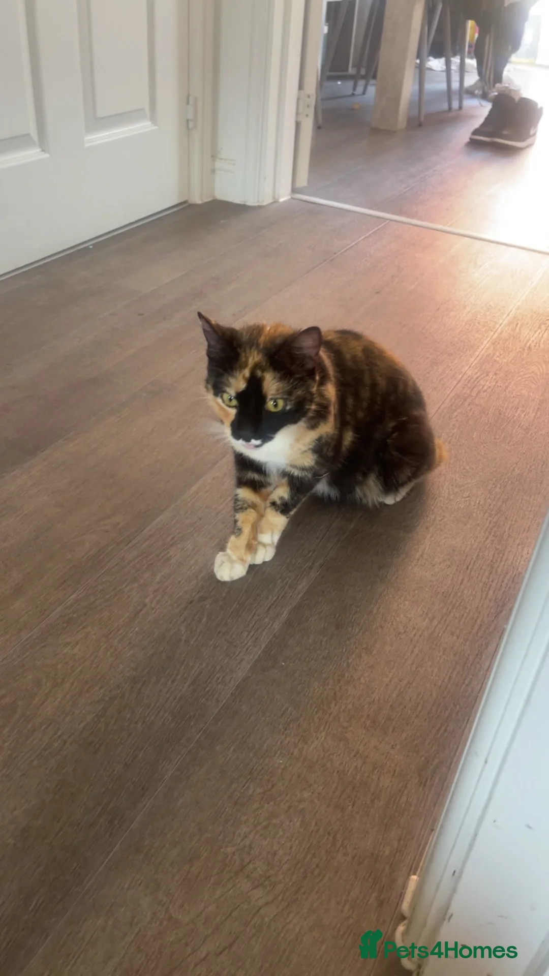 Mixed Breed cats for sale: 3 male kittens  in Northampton - Advert 1