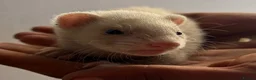Ferret rodents for sale: Baby ferrets  - Advert 6