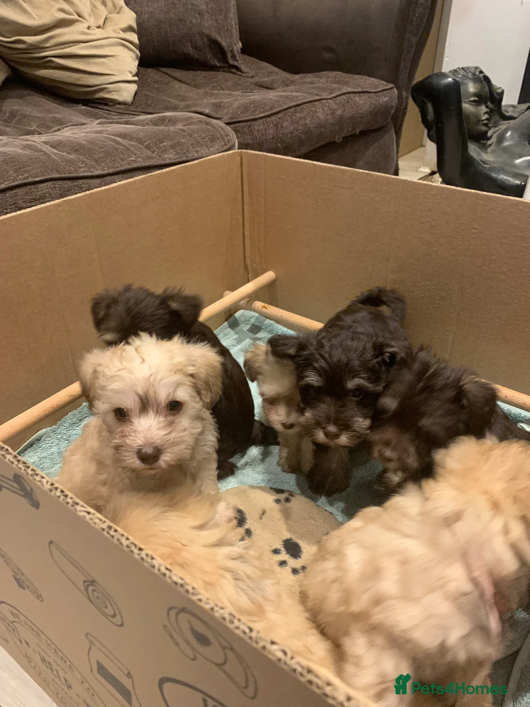 Miniature Schnauzer dogs for sale: Stunning Rare Parti-colour Miniature Schnauzer’s - Advert 13