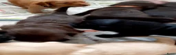 Cocker Spaniel dogs for sale: KC registered Working Cocker Spaniel pups - Advert 26