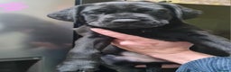 Mixed Breed dogs for sale: Presa canario - Advert 13