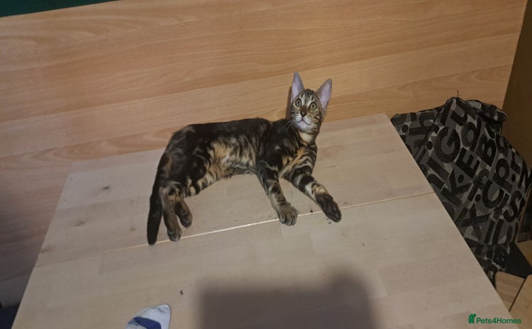 Bengal cats - Advert 7